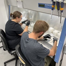 REU students work in the lab