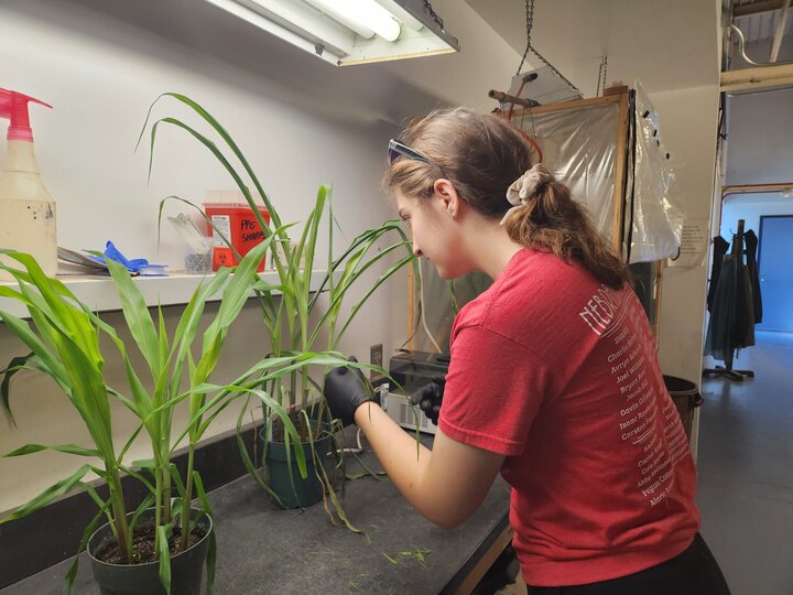 Undergraduate student inoculating corn with fungal pathogen causing rust.