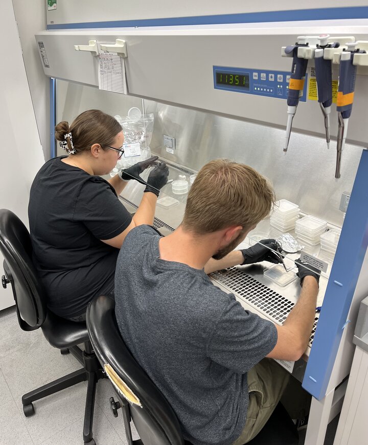 2024 Beneficial Bacteria REU scholars working in the lab